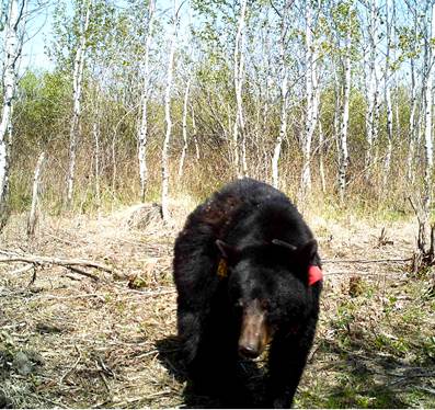 Picture of a black bear