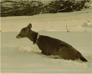 Picture of a white-tailed deer in deep snow.