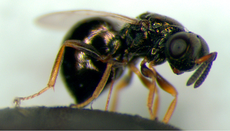 Picture of a Jewel Wasp from Whitlock and Schluters book.