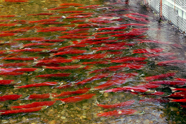 Picture of sockeye salmon (left) and a map of British Columbia showing the Fraser River (right)