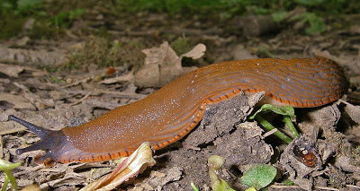 Picture of a slug!