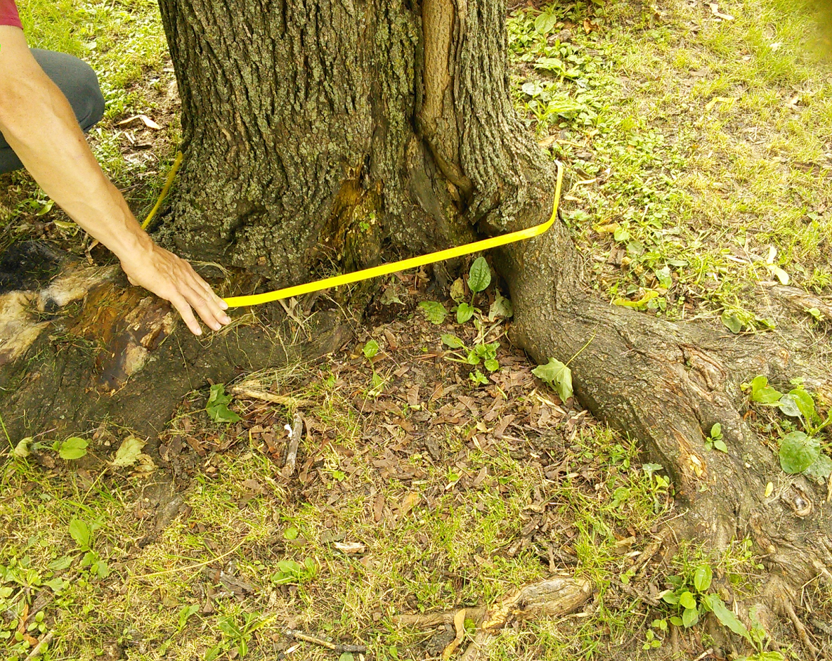 Picture of Eric North measuring diameter at breast height (left) and trunk flare (right).