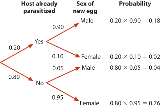 Branching Tree diagram representing differen potential events (host parasitized, yes or no), then sex of the egg conditional on the host being parasitized or not. The probability of each branch is determined by multiplying the probabilities of the first event (host parasitized or not) by the conditional probabilities of the second event (sex of the egg being male or female, conditional on parasitism status).