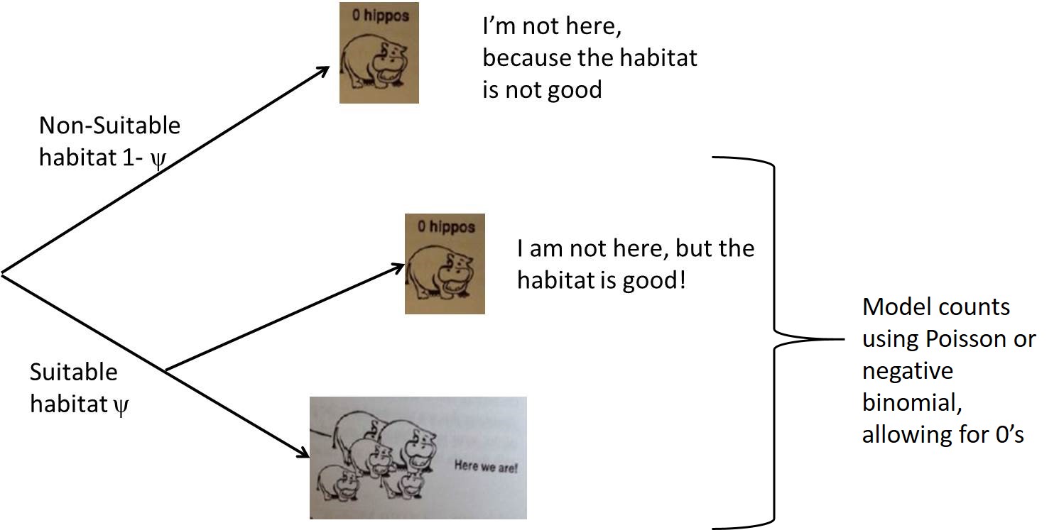 Branching diagram for a zero-inflation model. The first branch, with probability 1-pie, represents zeros due to the unsuitable habitat. The second branch allows for additional zeros associated with good habitat but without species present as well as positive counts.